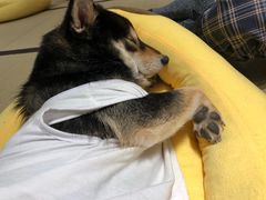 -逗柴咖啡屋·狗咖猫咖宠物桌游