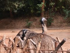 -深圳野生动物园