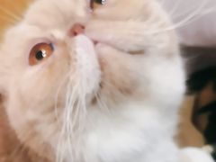 -滚猫咖啡·猫咖·猫友好撸猫(未来城店)