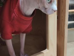 -藏猫猫咖啡主题馆(中央大道店)