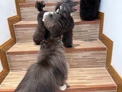 -Oh My Dog宠物沙龙(伊珊娜皮毛护理店)