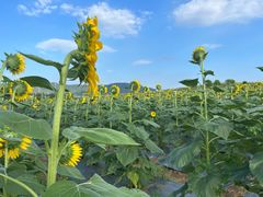 -光明小镇欢乐田园