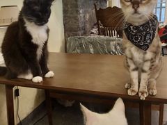 -猫色咖啡·猫咖