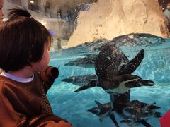 -帝企鹅自助餐厅•儿童岛•真企鹅(长隆企鹅酒店)