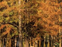 -白鹭湾湿地公园