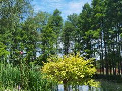 -上海共青森林公园