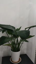 -Cream88颜皮肤管理中心