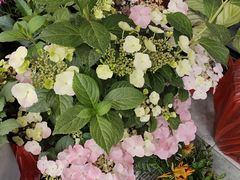 -POLO小馆·老南京菜(解放路店)