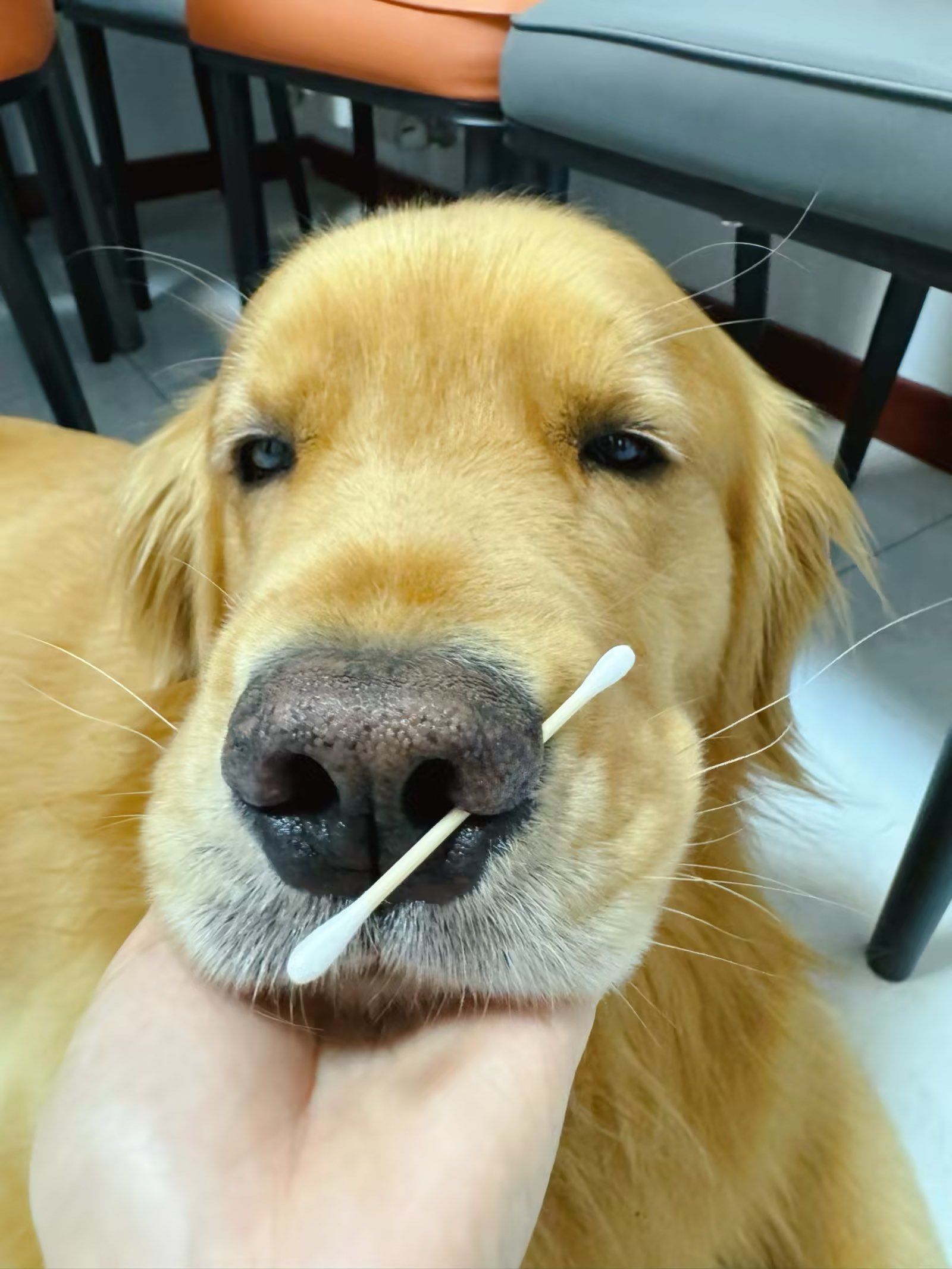 什么!狗鼻子这儿是通的?