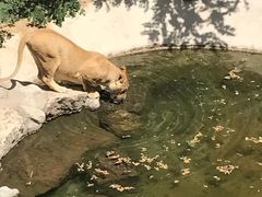 -石家庄市动物园