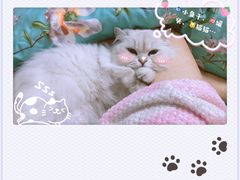 -欣宠猫屋·矮脚拿破仑·蓝金金渐层