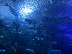 -成都浩海立方海洋公园