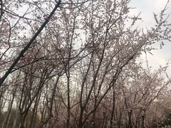 -大兴滨河森林公园