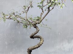 -成都杜甫草堂博物馆