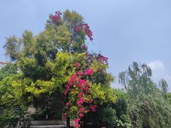 -张坝桂圆林公园