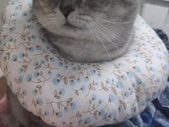 -伟伟宠物医院·瑞派猫友好医院·猫科(光谷店)