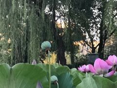 -莲湖公园