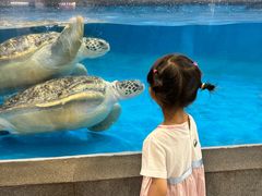 -芜湖新华联大白鲸海洋公园