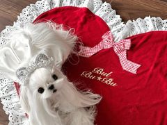 -纳吉亚猫专科动物诊疗中心(蒋宅口分院)