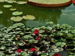 -国家植物园南园