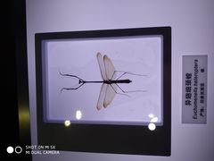 -上海昆虫博物馆