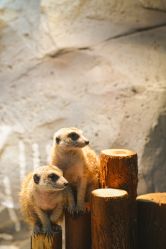 -Zoolung Zoolung动物主题公园(海信广场店)