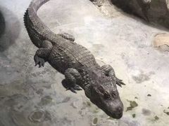 -上海大自然野生昆虫馆(东方明珠·爬宠昆虫探索中心)