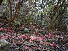 -木兰云雾山