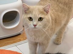-COLOR PETS 撸猫馆·购猫·猫咖(长风大悦城店)