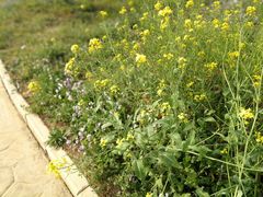 -古柏渡飞黄旅游区