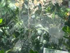 -合肥滨湖国家森林公园