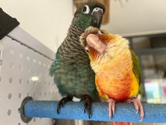 -吉丁鸟咖·异宠·寄养