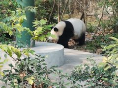 -成都动物园