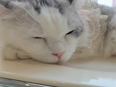 -怪兽屋·羊驼·猫咖·狗咖(俊华广场店)