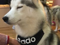 -Husky Go! 哈士奇体验馆·宠物咖啡厅狗咖