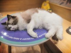 -滚猫咖啡·猫咖·猫友好撸猫(未来城店)