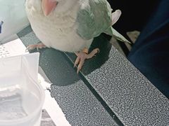 -深圳鸟咖鹦花岛