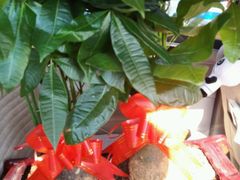 -秦美花卉(天朗·莱茵小城2期店)