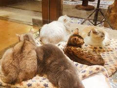 -more than meow吴止猫主题餐厅(承德 中船汇店)