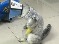 -联合动物医院(光谷诊疗中心)