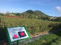 -亚龙湾国际玫瑰谷