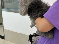 -北京观赏动物医院·24小时大型综合·猫专科·异宠专科