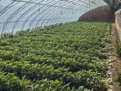 -昌平兴寿秀秀草莓采摘园