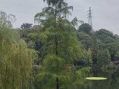 -重庆彩云湖湿地公园