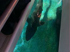 -暹罗海洋世界