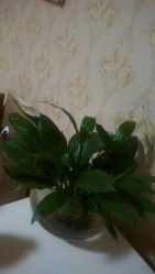 -本真坊美容美体沙龙