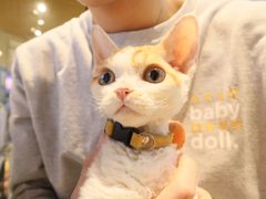 -momokira米努特·德文卷毛猫·棉花面纱犬
