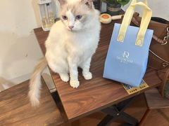 -楼上猫咖(罗湖店)