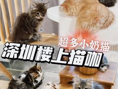 -楼上猫咖(罗湖店)