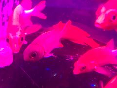 -深圳龙华星河COCO City(民治店)